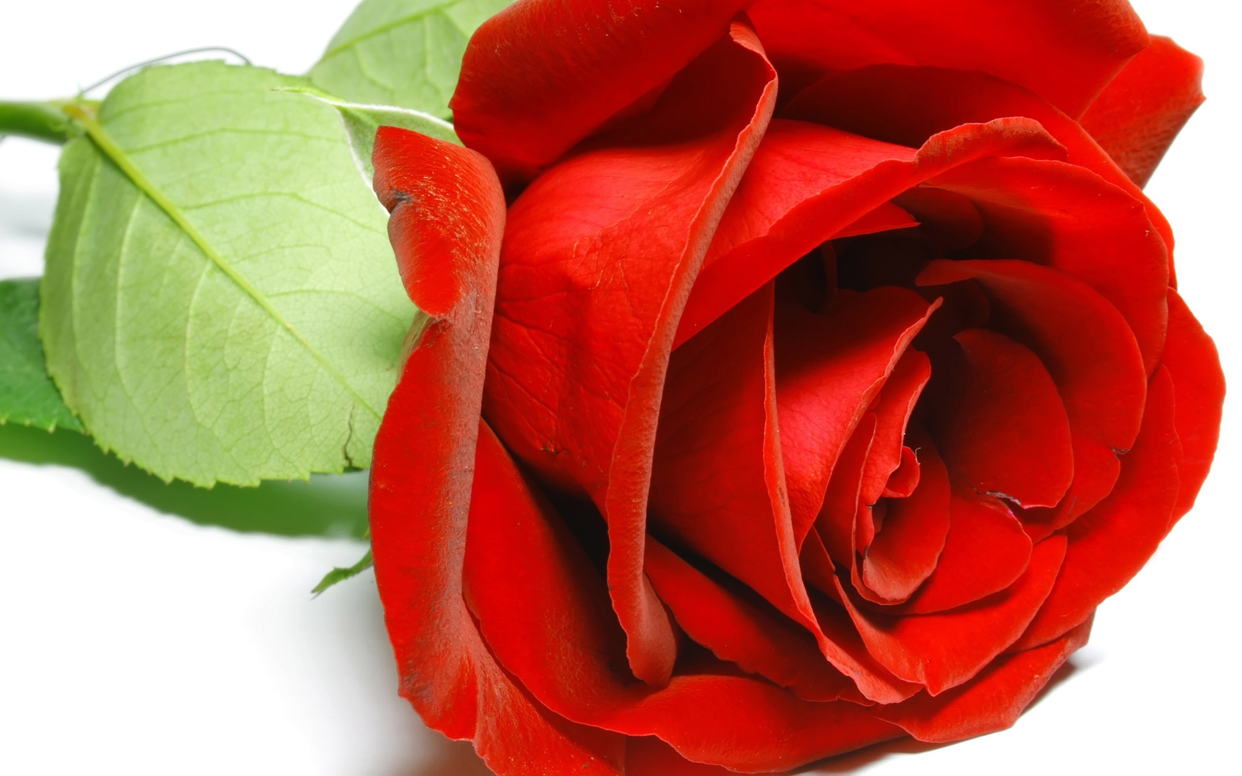 hd red rose background